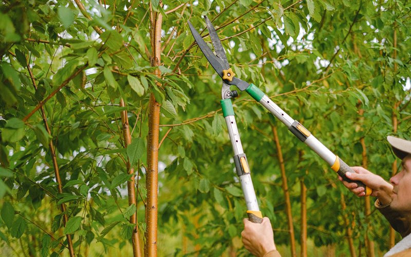 Tree trimming in Hicksville, OH